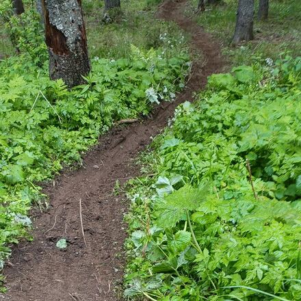 Illegaler Mountainbike Trail durch den Wald in Lenzerheide | © Ferienregion Lenzerheide